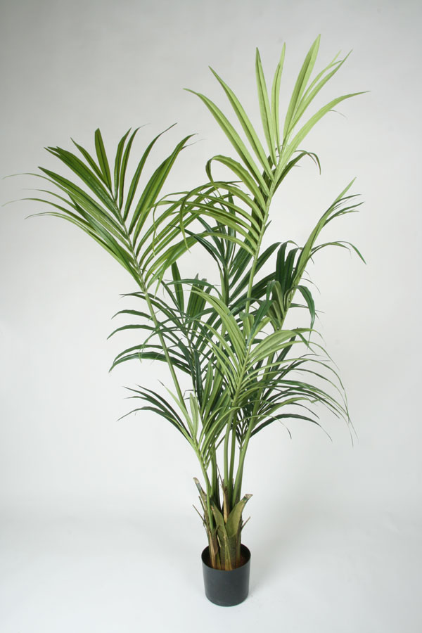 Kentia Palm 