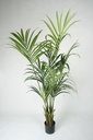 Kentia palm