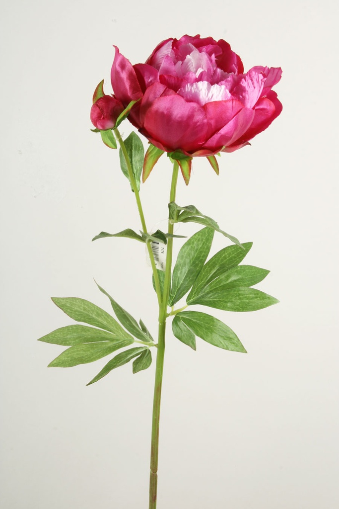 Peony