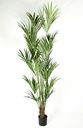 [65-200] Kentia palm (Alternative 4)