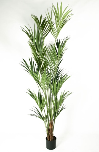 Kentia Palm 