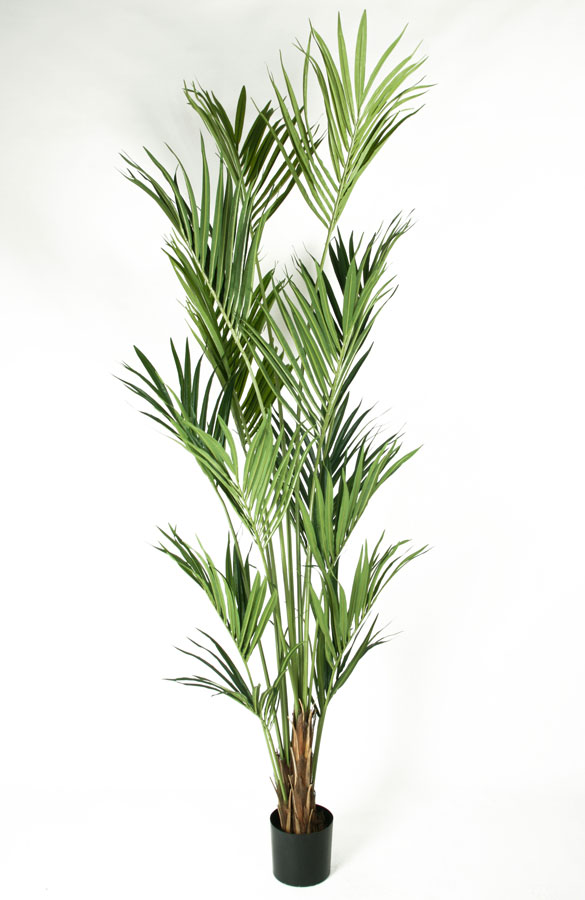 Kentia palm