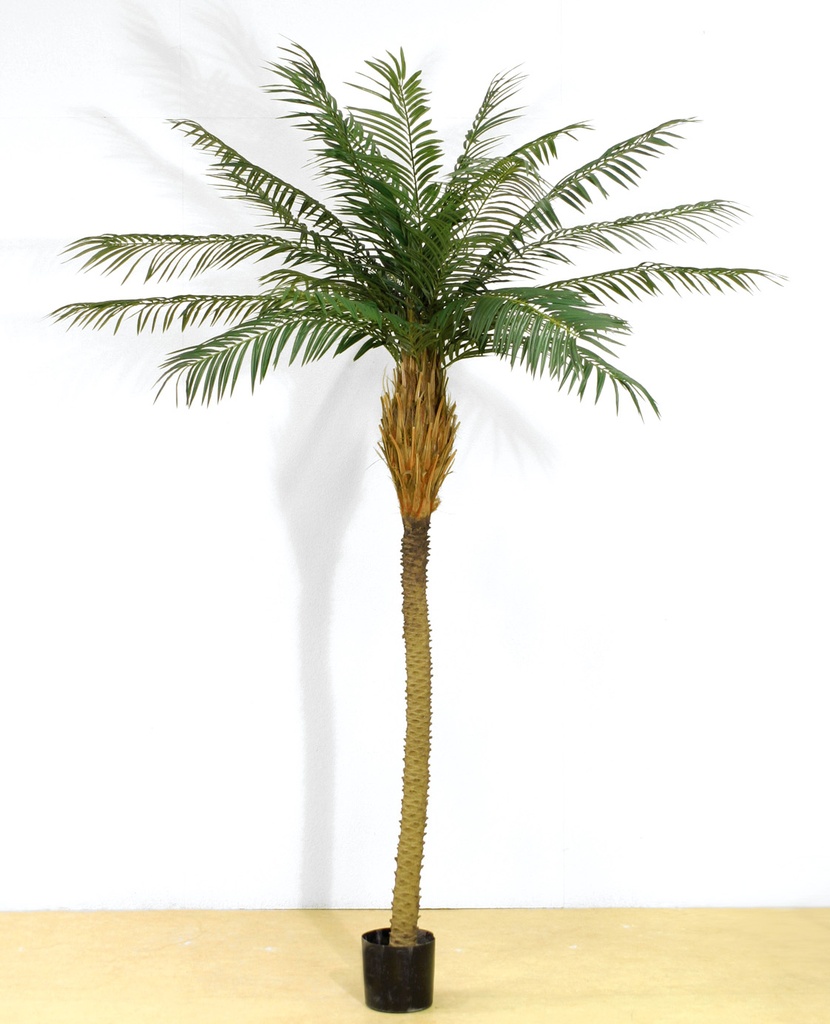 Phoenix palm