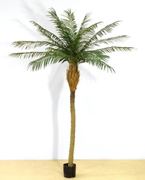 [67-150] Phoenix palm (Alternative 3)