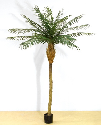 Phoenix palm