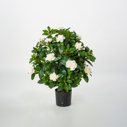 [103-45] Gardenia (Alternative 1)