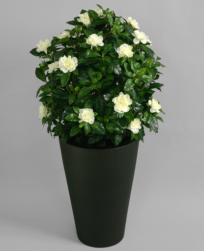 Gardenia