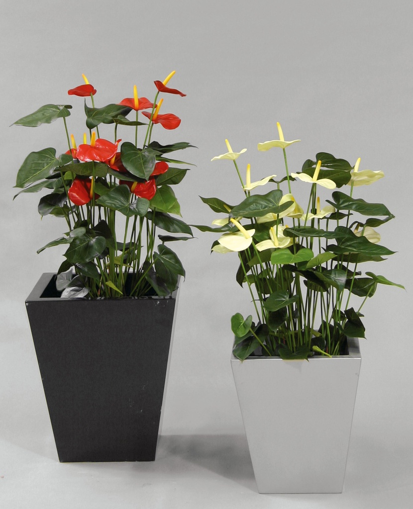 Anthurium Red