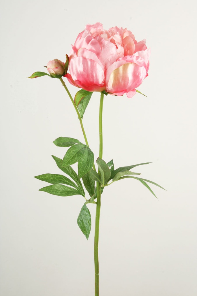 Peony