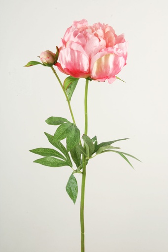Peony