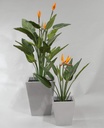 [1055-95] Strelitzia (Alternative 1)