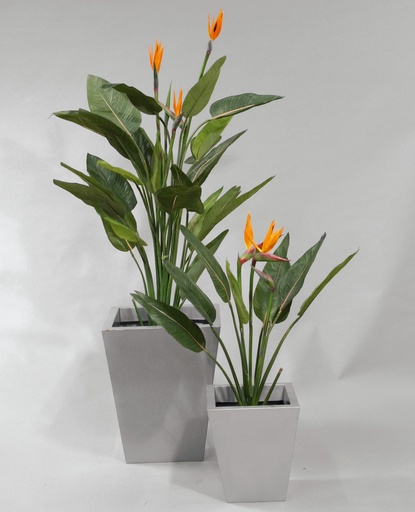 Strelitzia