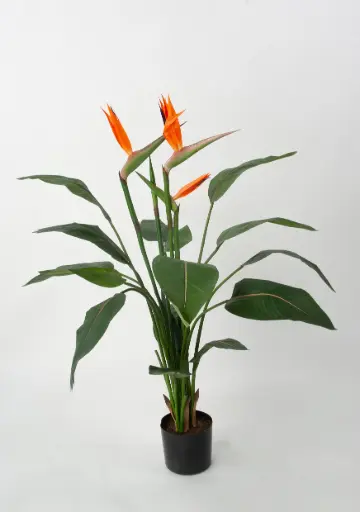 Strelitzia