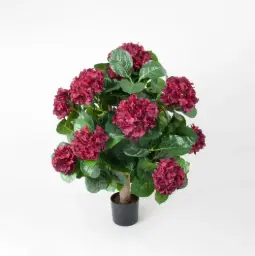 [1046-50-4] Hydrangea (Alternative 1)