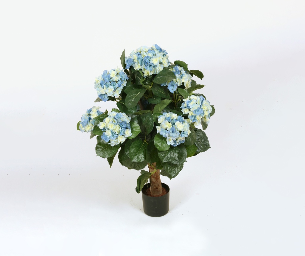Hydrangea