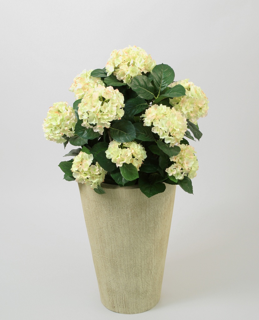 Hydrangea