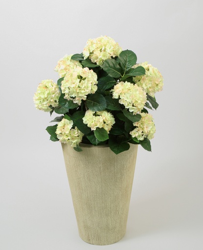 Hydrangea