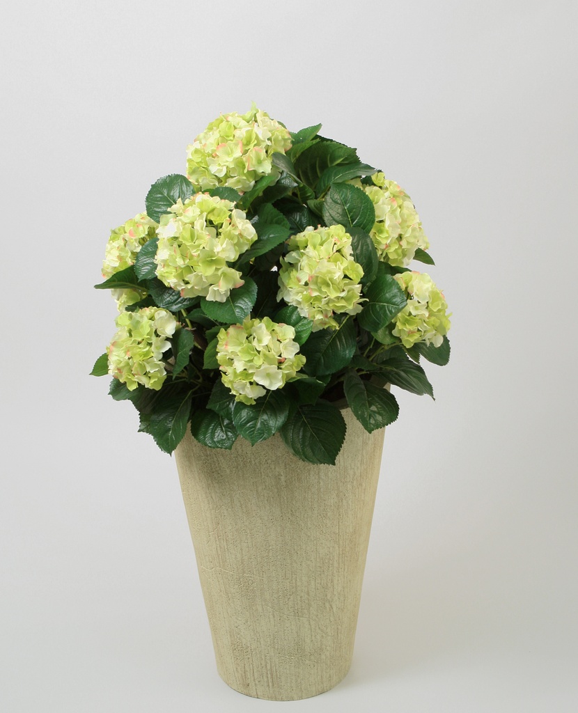 Hydrangea