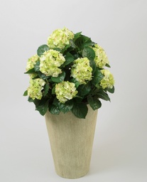 [1046-50-38] Hydrangea (Alternative 5)