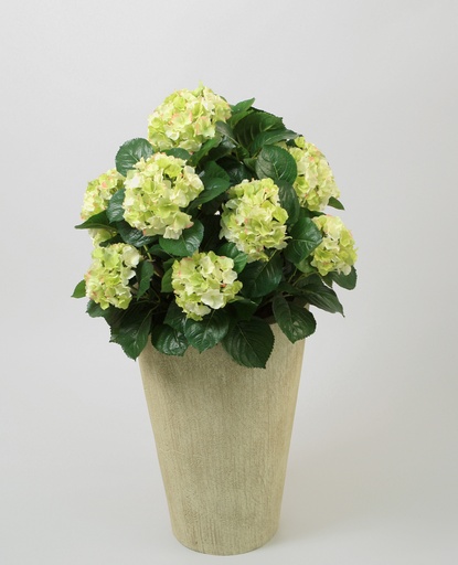 Hydrangea