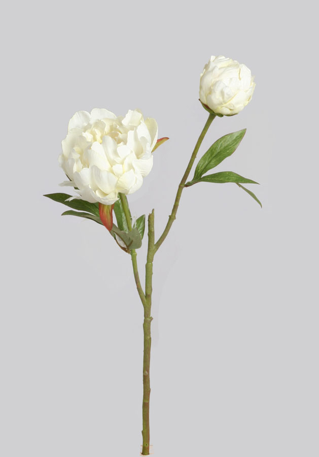 Peony