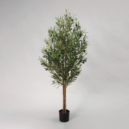 Olive Tree