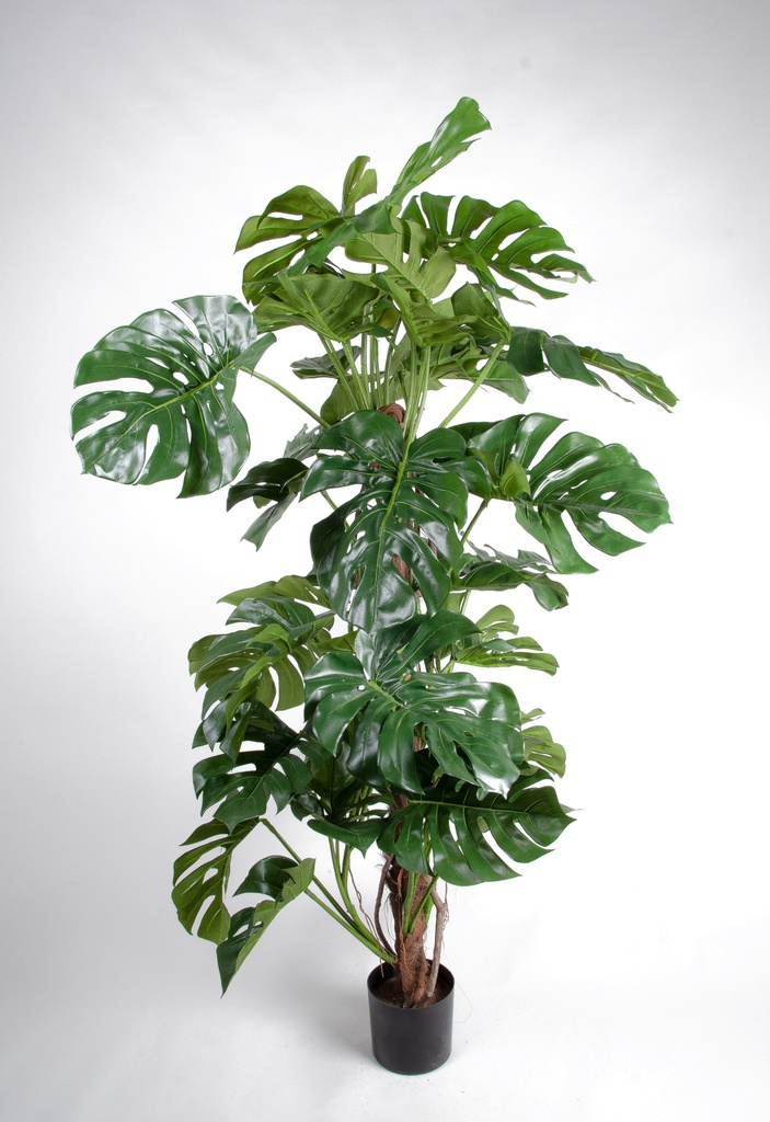 Monstera Deliciosa