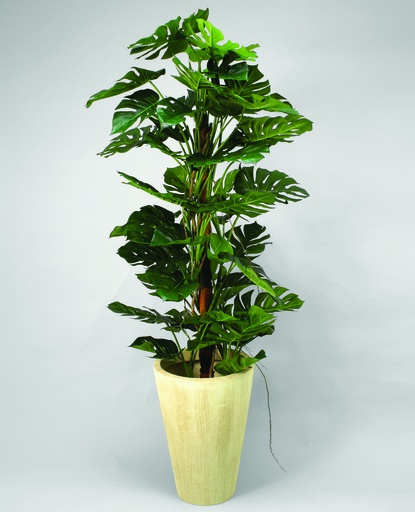 Monstera Deliciosa