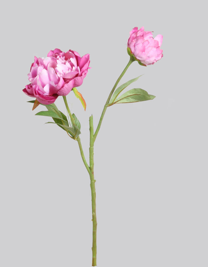 Peony