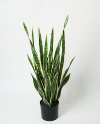 [1083-110] Mother-In-Law Tongue (Alternative 1)