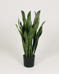 [1153-070] Mother-In-Law Tongue (Alternative 2)