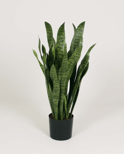 Mother-In-Law Tongue