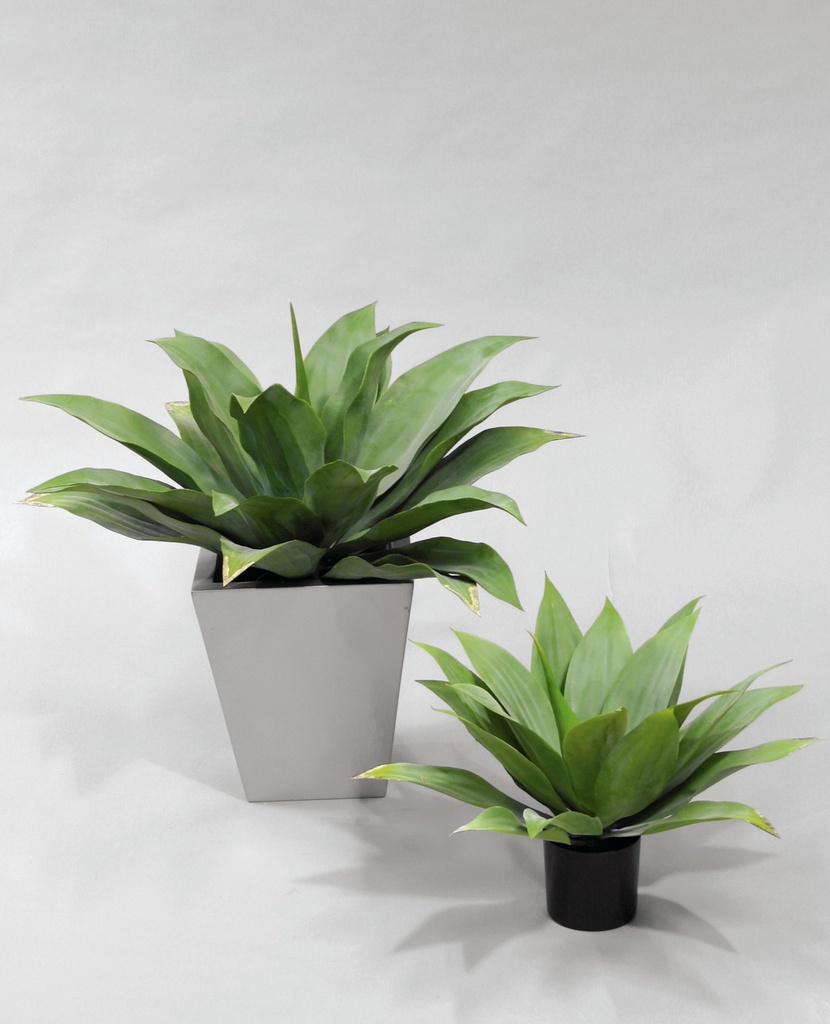 Giant Agave
