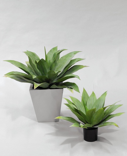 Giant Agave