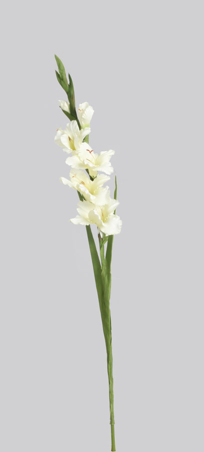 Gladiolus
