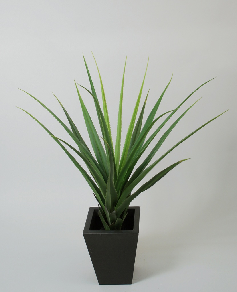 Agave