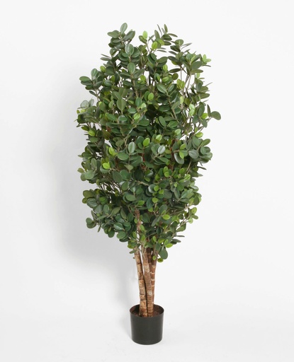 Ficus panda