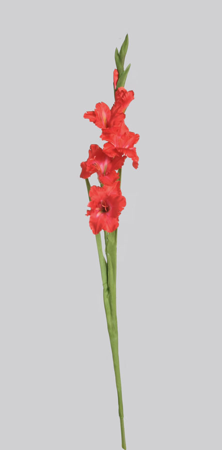 Gladiolus
