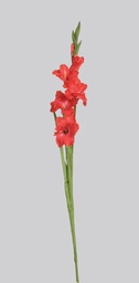 [7174] Gladiolus (Alternative 2)
