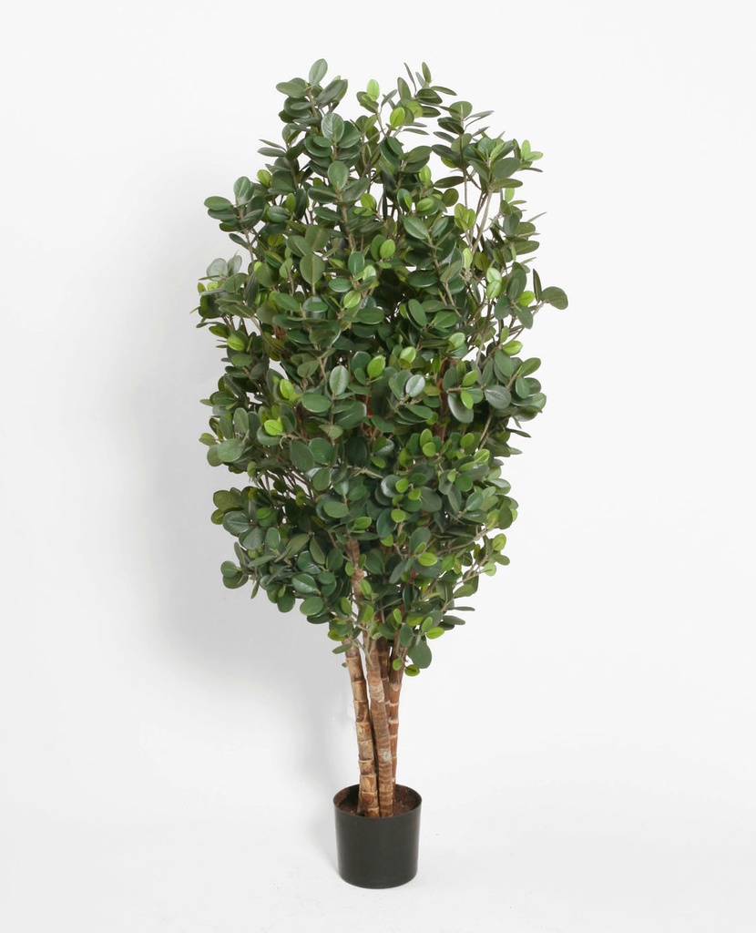 Ficus panda
