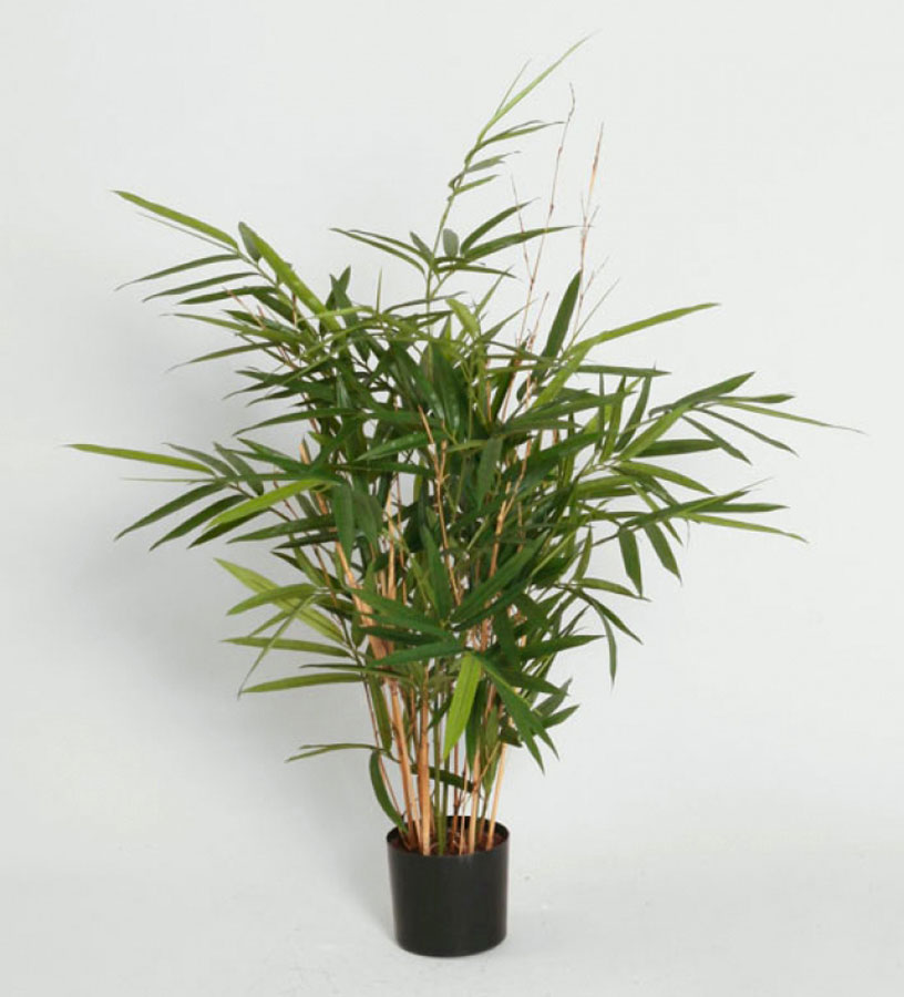 Bamboo