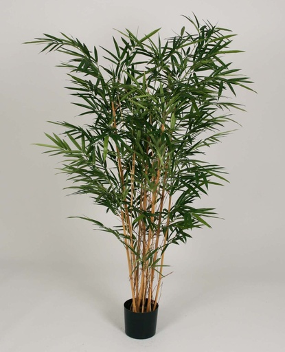 Bamboo