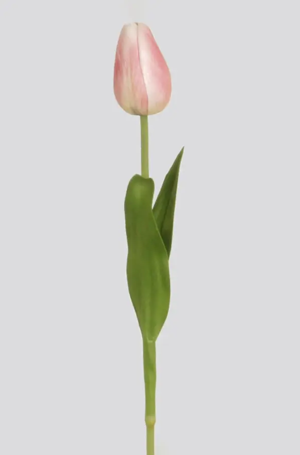pointed tulip