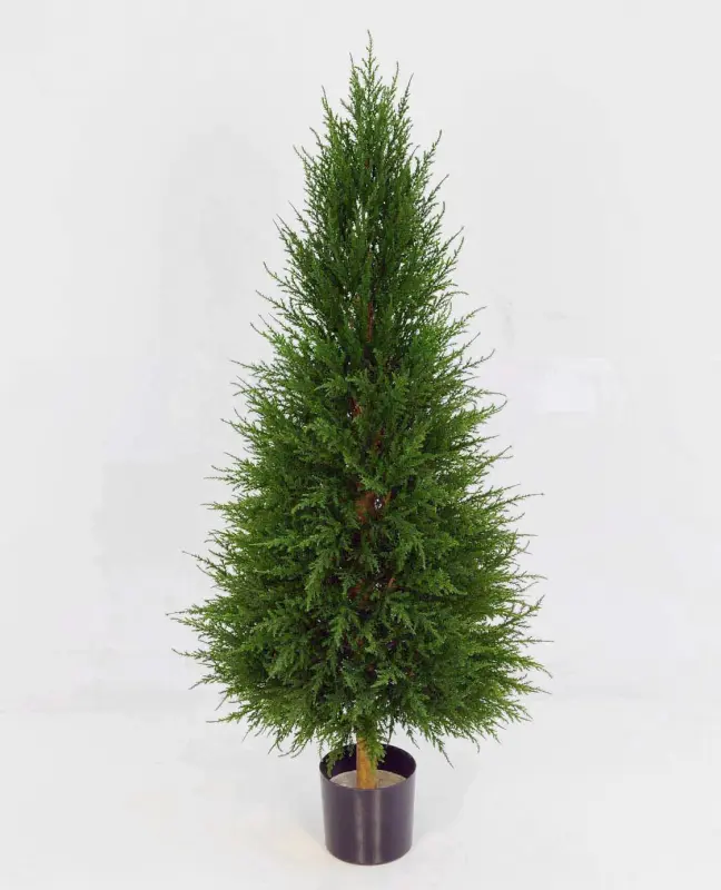 Cypress