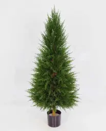 [1141-080] Cypress (Alternative 4)