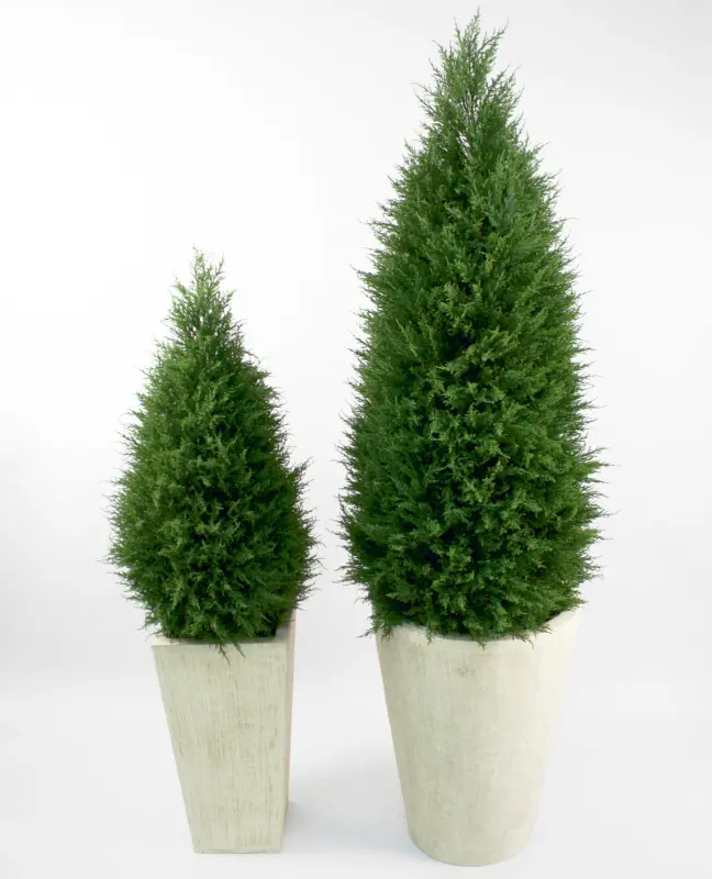 Cypress