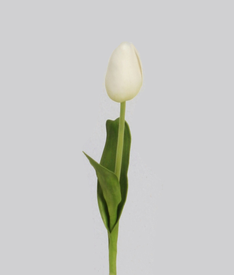 pointed tulip