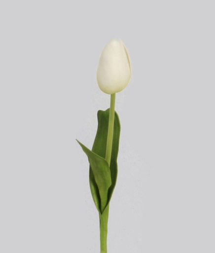 pointed tulip