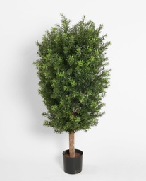 [5759] taxus (Alternative 1)