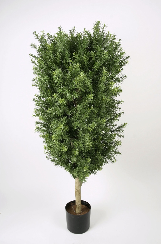 taxus